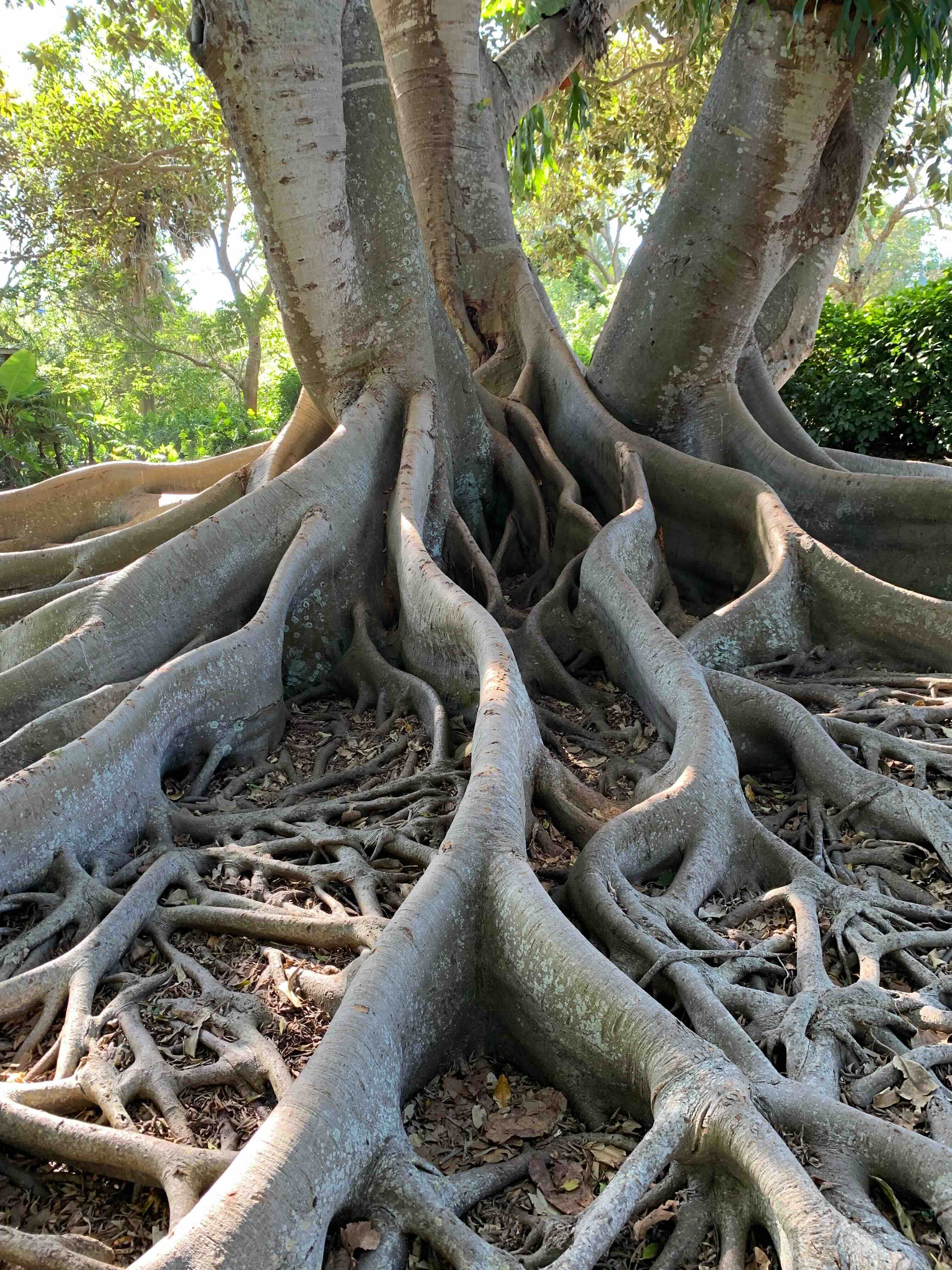Interesting tree at the Selby Gardens