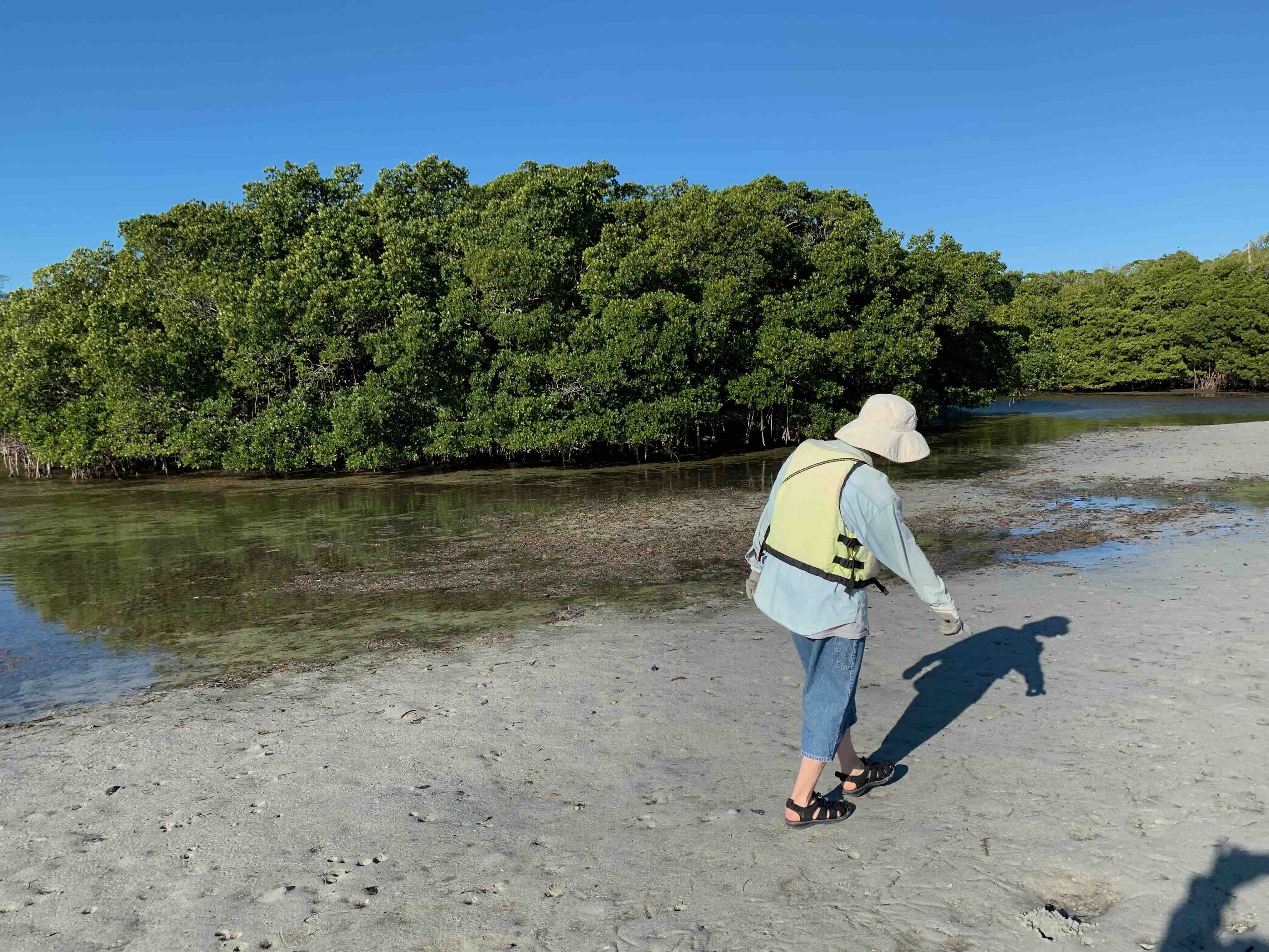 With the mangroves behind her, Marcia is pointing out one of many interesting things we found on this portion of the land that got covered by a high tide