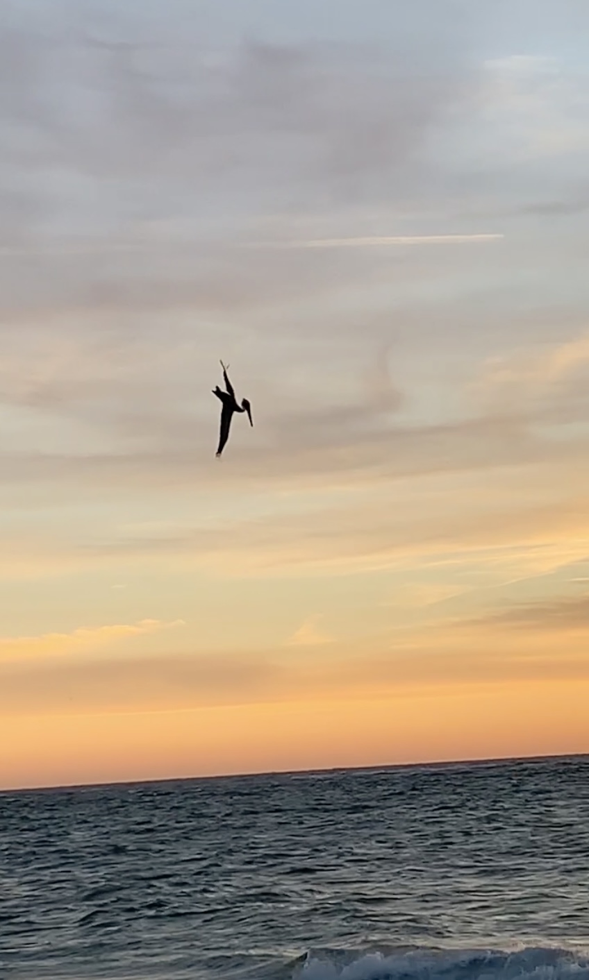 A pelican beginning a dive for a catch - it was successful.