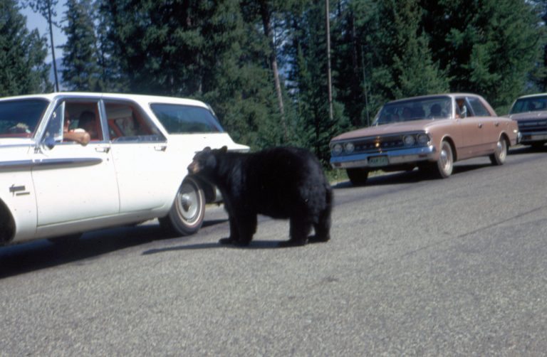 Bear at Yellowstone entrance