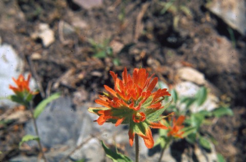Indian paint brush