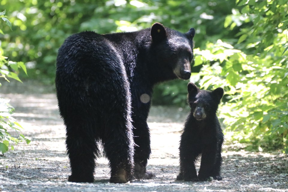 sow + cub