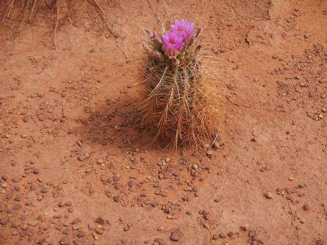Claretcup cactus were less common than the prickly pear and Norm found a nice illustration