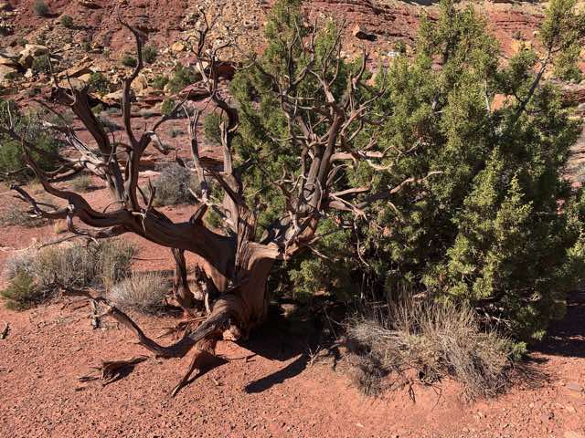 side-by-side trees: dead and alive