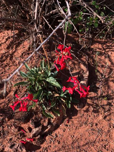 flowers along the trail