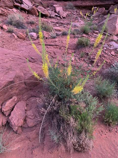 These flowers were common in this area of UT