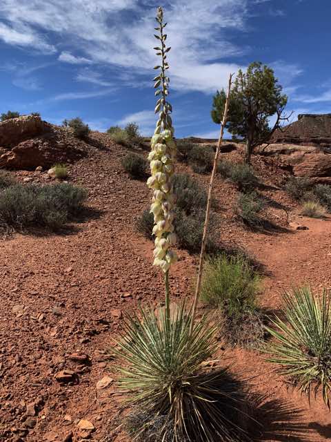 A flowering yucca plant with the top flowers yet to appear. 