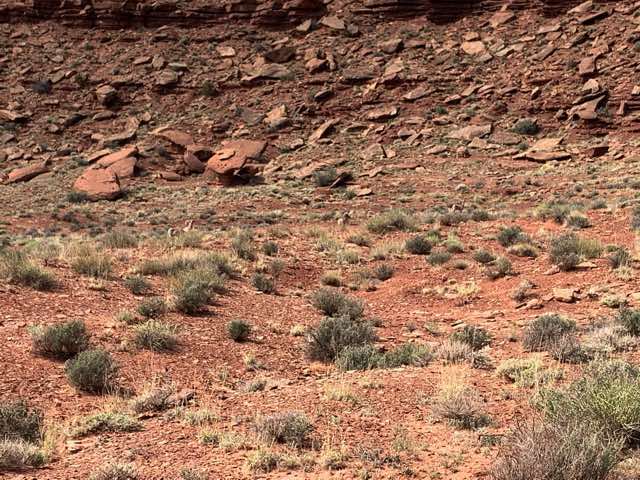 Three bighorn sheep are visible. Can you see them?