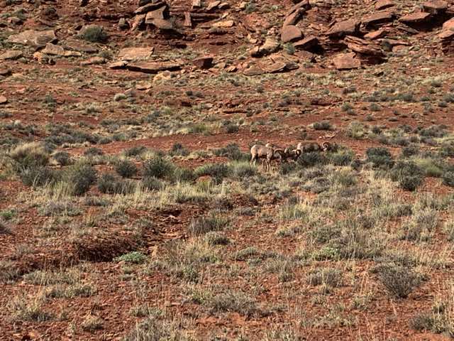 Closeup of some bighorn sheep