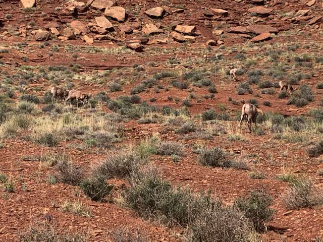 Large group of bighorn sheep